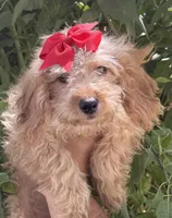 Mini goldendoodle cream color , a female Miniature Goldendoodle for sale in Menifee, CA – 6 of 6