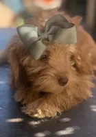 Mini goldendoodle green hazel eyes , a female Miniature Goldendoodle for sale in Menifee, CA – 3 of 8