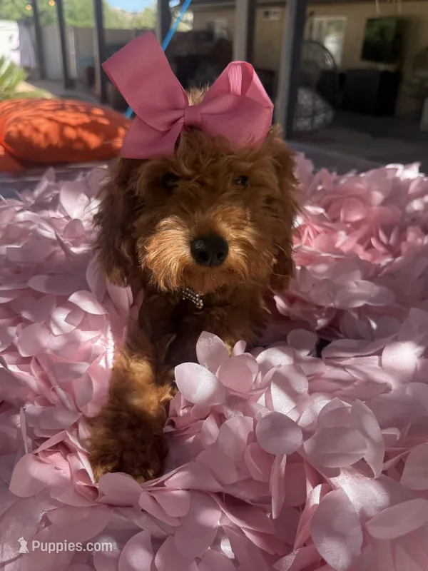 Mini goldendoodle  – Miniature Goldendoodle puppy for sale in Menifee, CA
