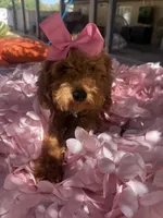 Mini goldendoodle , a female Miniature Goldendoodle for sale in Menifee, CA – 1 of 7