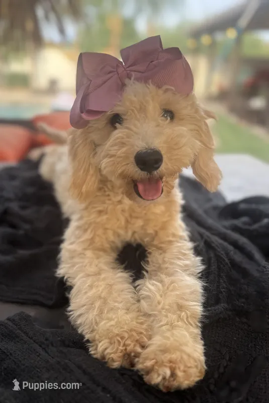 Cream mini goldendoodle  – Miniature Goldendoodle puppy for sale in Menifee, CA