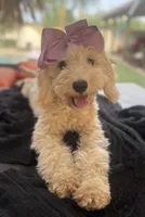 Cream mini goldendoodle , a female Miniature Goldendoodle for sale in Menifee, CA – 1 of 8