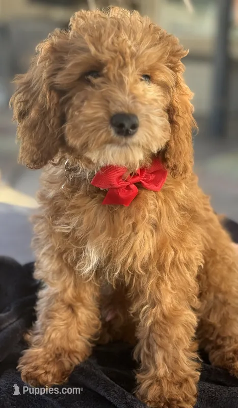 Boy mini goldendoodle  – Miniature Goldendoodle puppy for sale in Menifee, CA