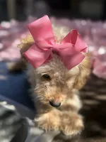   Mini goldendoodle beautiful cream, a female Miniature Goldendoodle for sale in Menifee, CA – 5 of 7