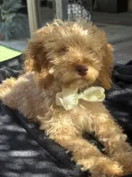 Mini goldendoodle green hazel eyes, a male Miniature Goldendoodle for sale in Menifee, CA – 6 of 6