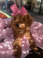 Mini goldendoodle , a female Miniature Goldendoodle for sale in Menifee, CA – 3 of 7