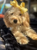 Cream mini goldendoodle , a female Miniature Goldendoodle for sale in Menifee, CA – 5 of 6
