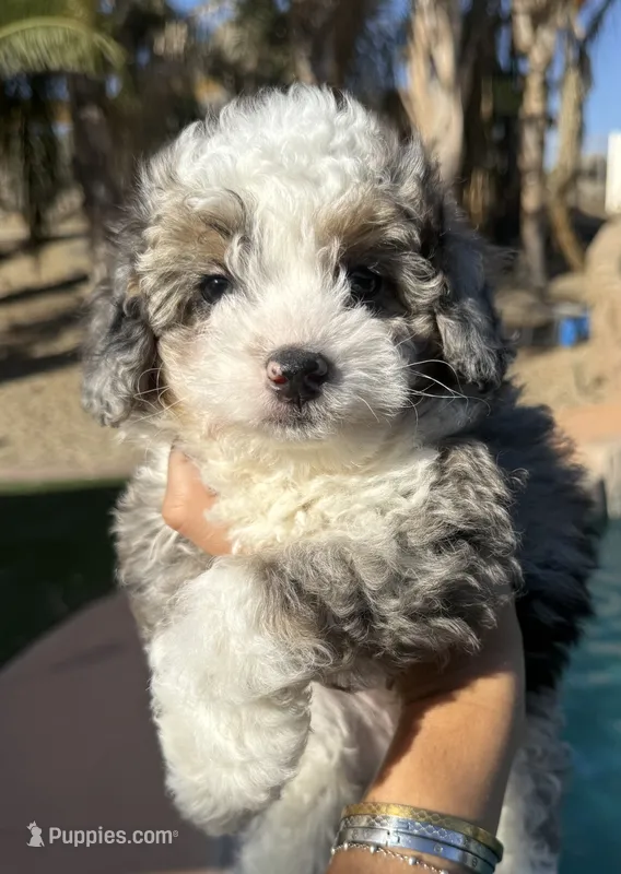 Blue Merle toy Aussie Doodle – Miniature Aussiedoodle puppy for sale in Menifee, CA