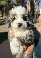 Blue Merle toy Aussie Doodle, a male Miniature Aussiedoodle for sale in Menifee, CA – 1 of 4