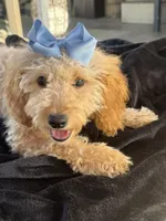 Beautiful mini goldendoodle , a female Miniature Goldendoodle for sale in Menifee, CA – 7 of 7