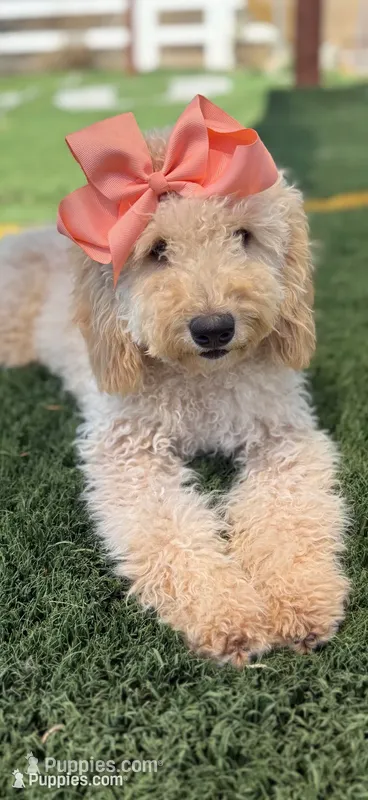   Mini goldendoodle beautiful cream – Miniature Goldendoodle puppy for sale in Menifee, CA