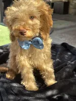Mini goldendoodle green hazel eyes, a male Miniature Goldendoodle for sale in Menifee, CA – 5 of 6