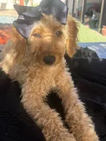 Mini goldendoodle beautiful , a female Miniature Goldendoodle for sale in Menifee, CA – 6 of 9