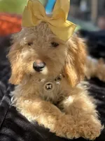 Cream mini goldendoodle , a female Miniature Goldendoodle for sale in Menifee, CA – 2 of 6
