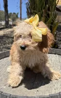   Mini goldendoodle beautiful cream, a female Miniature Goldendoodle for sale in Menifee, CA – 2 of 4