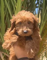 Mini goldendoodle red boy, a male Miniature Goldendoodle for sale in Menifee, CA – 4 of 4