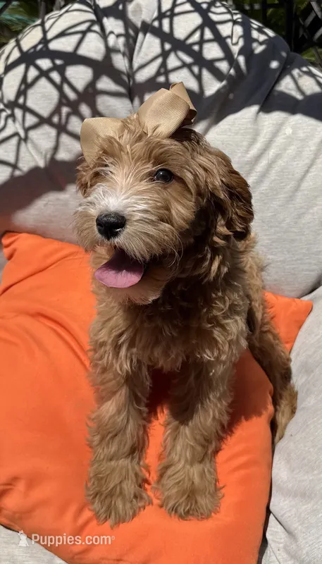 Beautiful mini goldendoodle  – Miniature Goldendoodle puppy for sale in Menifee, CA