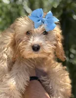 Beautiful mini goldendoodle , a female Miniature Goldendoodle for sale in Menifee, CA – 2 of 6
