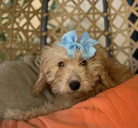 Beautiful mini goldendoodle , a female Miniature Goldendoodle for sale in Menifee, CA – 3 of 6