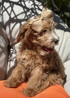 Beautiful mini goldendoodle , a female Miniature Goldendoodle for sale in Menifee, CA – 3 of 4