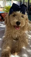 Beautiful mini goldendoodle , a female Miniature Goldendoodle for sale in Menifee, CA – 3 of 9