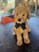 Boy mini Goldendoodle puppy, a male Miniature Goldendoodle for sale in Menifee, CA – Photo 6 of 8