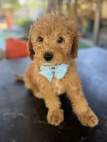 Boy mini Goldendoodle puppy, a male Miniature Goldendoodle for sale in Menifee, CA – Photo 8 of 8