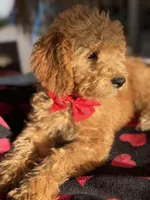 Boy mini Goldendoodle puppy, a male Miniature Goldendoodle for sale in Menifee, CA – Photo 3 of 8