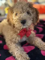 Boy mini Goldendoodle puppy, a male Miniature Goldendoodle for sale in Menifee, CA – Photo 2 of 8