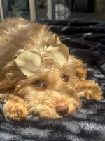  Goldendoodle, beautiful green hazel eyes, a female Miniature Goldendoodle for sale in Menifee, CA – 7 of 8