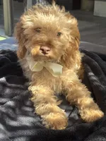Mini goldendoodle boy hazel green eyes, a male Miniature Goldendoodle for sale in Menifee, CA – 4 of 6