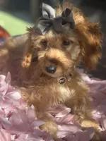 Mini goldendoodle beautiful , a female Miniature Goldendoodle for sale in Menifee, CA – 4 of 8