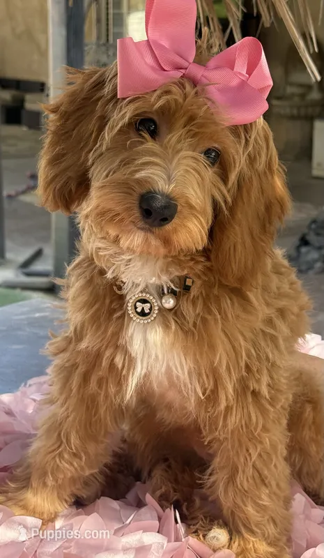 Mini bernedoodle  – Miniature Bernedoodle puppy for sale in Menifee, CA