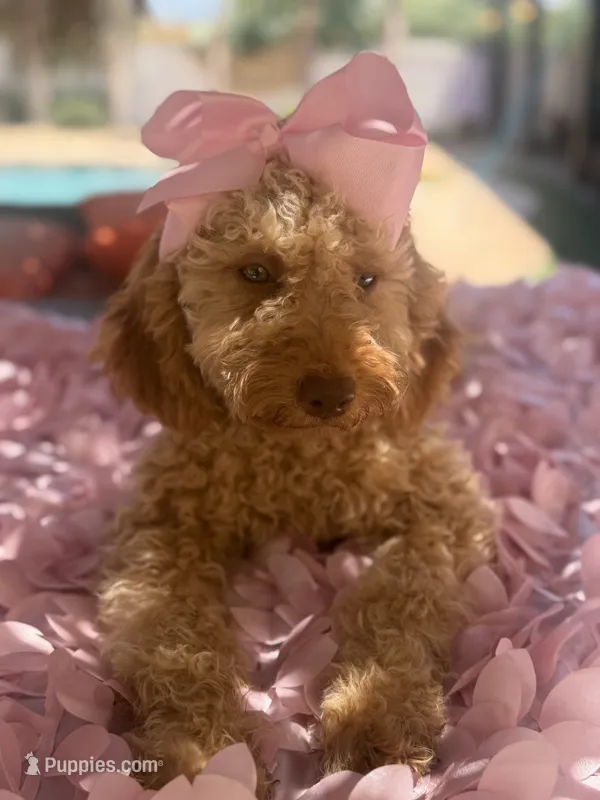  Goldendoodle, beautiful green hazel eyes – Miniature Goldendoodle puppy for sale in Menifee, CA