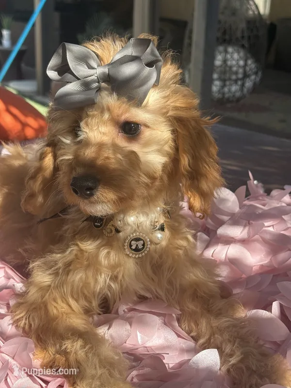 Mini goldendoodle beautiful  – Miniature Goldendoodle puppy for sale in Menifee, CA