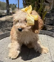   Mini goldendoodle beautiful cream, a female Miniature Goldendoodle for sale in Menifee, CA – 4 of 4