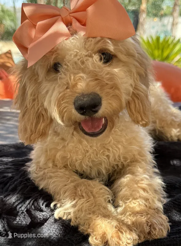   Mini goldendoodle beautiful cream – Miniature Goldendoodle puppy for sale in Menifee, CA