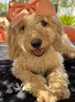   Mini goldendoodle beautiful cream, a female Miniature Goldendoodle for sale in Menifee, CA – 5 of 9