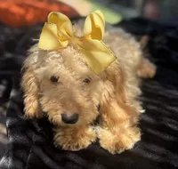 Cream mini goldendoodle , a female Miniature Goldendoodle for sale in Menifee, CA – 6 of 6