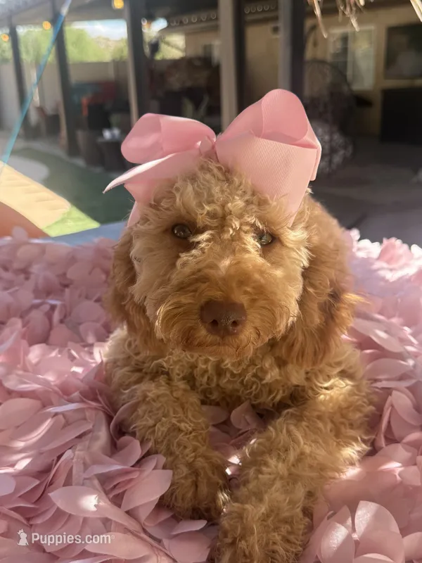  Goldendoodle, beautiful green hazel eyes – Miniature Goldendoodle puppy for sale in Menifee, CA