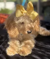 Cream mini goldendoodle , a female Miniature Goldendoodle for sale in Menifee, CA – 3 of 6
