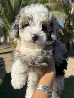 Blue Merle toy Aussie Doodle, a male Miniature Aussiedoodle for sale in Menifee, CA – 3 of 4