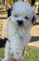 Beautiful blue eyes toy, Aussie Doodle, a female Miniature Aussiedoodle for sale in Menifee, CA – 2 of 4