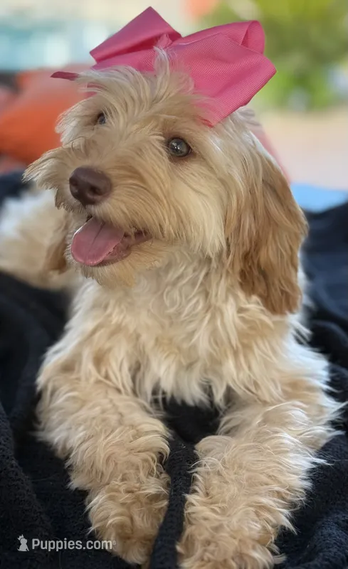 Mini goldendoodle  – Miniature Goldendoodle puppy for sale in Menifee, CA