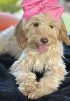 Mini goldendoodle , a female Miniature Goldendoodle for sale in Menifee, CA – 4 of 9