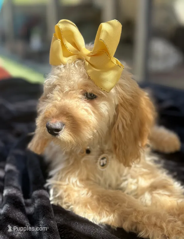 Cream mini goldendoodle  – Miniature Goldendoodle puppy for sale in Menifee, CA