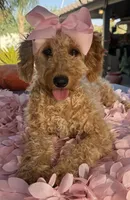 Mini goldendoodle beautiful , a female Miniature Goldendoodle for sale in Menifee, CA – 4 of 9