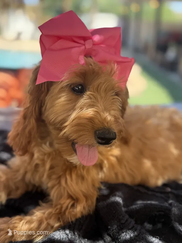 Mini goldendoodle  – Miniature Goldendoodle puppy for sale in Menifee, CA