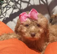  Goldendoodle, beautiful green hazel eyes, a female Miniature Goldendoodle for sale in Menifee, CA – 2 of 6