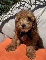 Boy mini goldendoodle , a male Miniature Goldendoodle for sale in Menifee, CA – 3 of 5